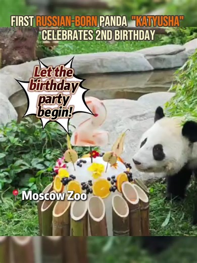 #Katyusha, #Russia's first giant #panda cub born at Moscow Zoo, celebrated her 2nd birthday on Aug. 24. | China Xinhua News