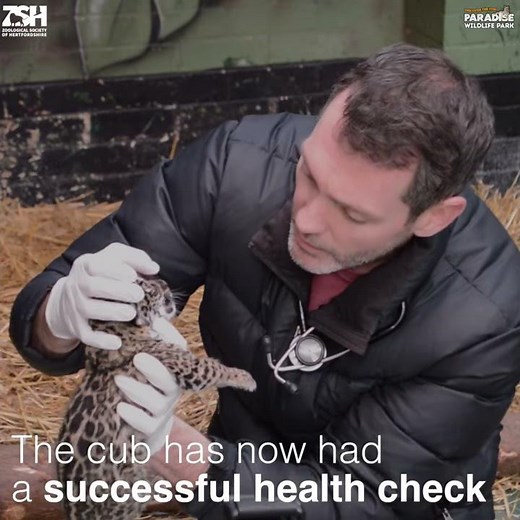 Beautiful Jaguar Cub Born