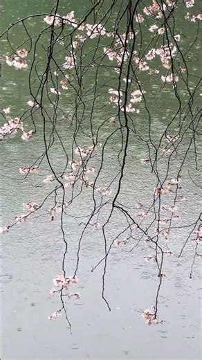 A Single Tree, an Enchanting Melody