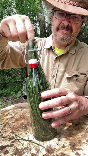 Making PINE NEEDLE SODA