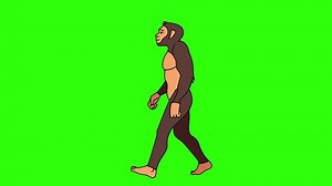 Cartoon Human Evolution Animation. Monkey, Neanderthal, Primate and HomoSapiens Morphing and walking.