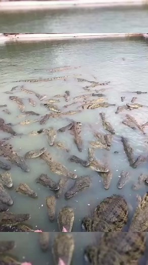 Today's crocodiles look very similar to those of the Jurassic period 200 million years ago. There are only 25 crocodile species alive today#animals #crocodile #farming