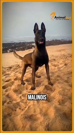 Différence entre berger allemand et malinois #animaux #chien #dog #malinois #bergerallemand #nature