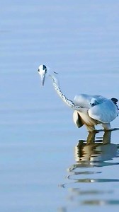 Hunting birds😲🐦🐟🐦 . . . #birdsofafeatherflocktogether #birds #birdsplanet #birdsofinstagram #birdsofafeather #birdsofinsta #birdslife #birdsarealifetime #birdsmagazine #birdsetfree #birdstagram #birdsofprey #birdsphotography #birdslovers #birdsinflight #birdslover #birdselite #birdsofig #birdseye #birdsong #birdseyeview #birdsview #bird #birdsofindia #birdspotting #birdsanctuary #birdsnest #birdsofparadise #birdsofsouthafrica #birdskulltattooHunting | Watch bird