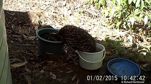 When you really need a holiday... luckily the long weekend is almost here! 😂😂 Thanks to Echidna CSI, an amazing citizen science project, for the footage. | WWF-Australia