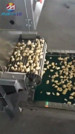 garlic breaking and peeling line