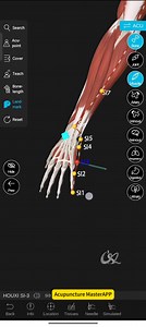 Neck problems? Stiff neck? It might be caused by a blockage in the Small Intestine Meridian. Acupuncture Master APP Available for download on Google Play and Apple App Store. New users can enjoy a free trial.#acupuncture #learnontiktok #wellnesstok #3danimation #tcm #tcmtips #energyhealing #meridianhealth #triplewarmer #meridian | Acupuncture Master APP