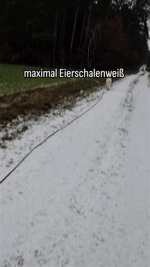 sie ist echt geknickt 🥲 #hund #weiß #natur #schnee #traurig