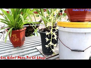 Phong Lan Kiếm||Lan Trí Lá Láng - giá trăm triệu | cách chăm sóc hoa phong lan