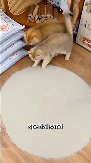 The Easiest Way to Clean Up Cat Poop and Pee!