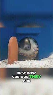 Octopus vs. Obstacle Course: Sashimi's Epic Challenge