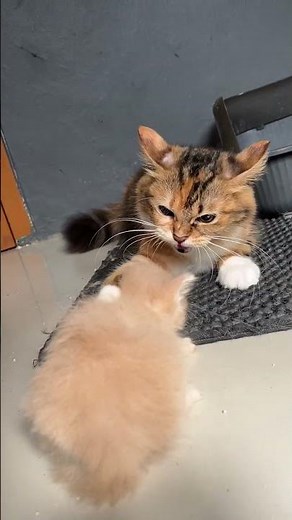 Rescue kitten and the reaction of the cats meeting him #kitten #rescuecat #kucing #catlovers