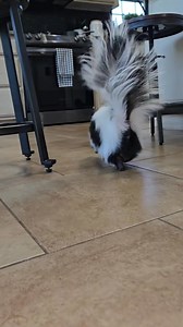 🌶Spicy🌶 Floofs #midmorningvibes #skunks #exoticpets #zoomiesactivated | Mr. Howie Mansmell