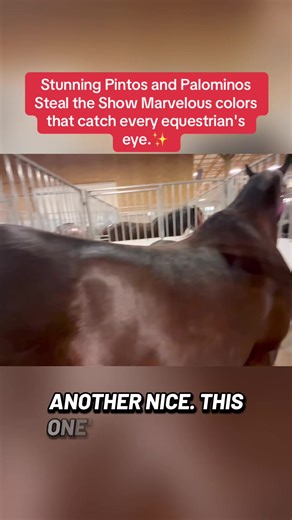 Stunning Pintos and Palominos at Auction