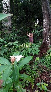 Flight of soul Woman Intuitive slow dancing Meditation Manifestation Freedom Wild Nature Jungle Stock Video