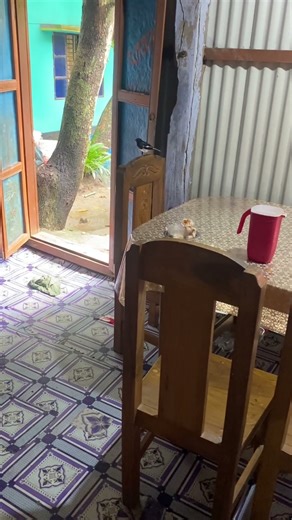 Robin bird #robinbird