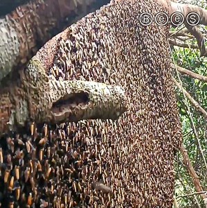 283K views · 7.8K reactions | Unexpected HONEY Gourds, big Beehive had extremely Delicious honey.. Amazing | Bee'S | Facebook