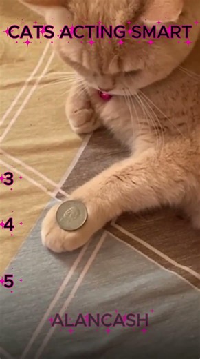 CATS ACTING SMART
