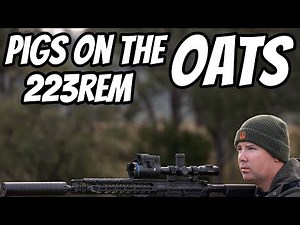 Clear the Oats Pest Control Shooting || 223Rem ATV Hunting Action || New Amarok 4x4 Build Brief