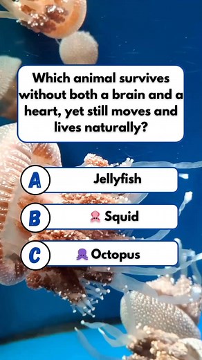 The Mindless, Heartless Wonder! 🧠❤️ #quiz #riddles #trivia | Pediabox Lagecy