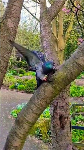Learning To Fly - Tom Petty #pigeon #pigeons #tompetty #tompettyandtheheartbreakers