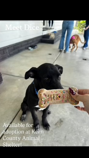 1.9K views · 34 reactions | "Meet Dice! Dice is the sweetest boy. He...