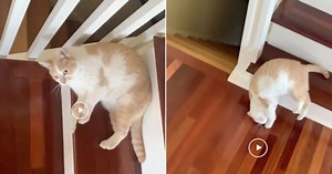 Cat's adorable way of climbing down stairs leaves netizens in splits; watch the video