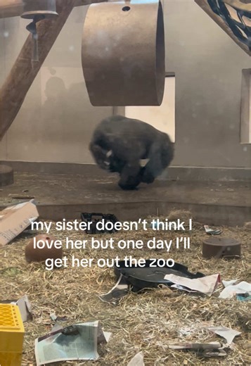 Sister's Love: A Heartfelt Zoo Story