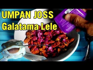 Umpan Galatama Mancing Lele Bahan Kerang Hijau | Belajar Mancing #35