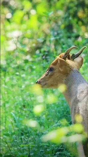 The Secretive Muntjac #animalshorts #wildlifefacts