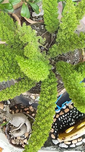 foxtail fern #shorts #plants #viral