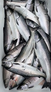 10K views · 1.1K reactions | …and that’s just the salmon! You can catch all kinds of species at Waterfall Resort. What will you be fishing for this summer? 樂 #waterfallresort #alaska #alaskafishing #salmonfishing | Waterfall Resort Alaska | Facebook