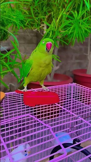 🦜 Funny Talking Parrot Moments 😂 | Cute Pet Bird Compilation