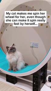 1.1M views · 68K reactions | Wait until the end, trust me 藍 She can make the wheel move herself but I guess it requires more effort, so easier to get her human servant to assist her ‍♀️ #cats #funnycat #catwheel | The Floof Tales | Facebook