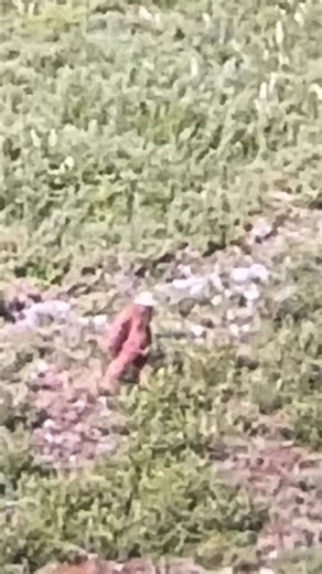 Alpental on Instagram: "‼️***Sasquatch in the Alpental valley?!***‼️ With our new live cameras you never know what you’ll see! 👣 Always rolling 24/7 on the @summitatsnoqualmie website or on our YouTube. Keep your eyes peeled for more sightings! 👀 #sasquatch #sasquatchsighting"