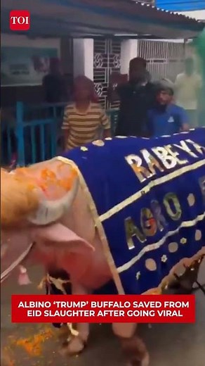 Albino ‘Donald Trump’ Buffalo Escapes Eid Sacrifice | Bangladesh Govt Steps In After Viral Fame