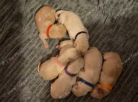 Labrador Retriever Puppies & Dogs for sale | Freeads