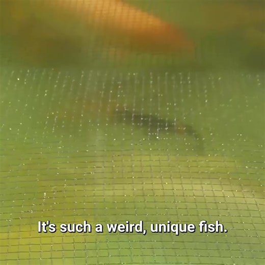 I've never seen this genetically mutated fish! 🐠 | Zak Catch Em