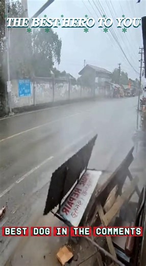 A heroic Dog proved that guardian angels really do have four legs. #dog #pet #animals