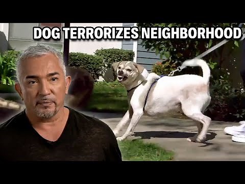 This Aggressive Dog Biting Leads To Stitches | Cesar 911 Season 3, Ep. 4 - Part 2