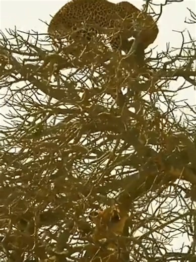 Discover Fascinating World Animals