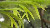 Fascinating Ferns - Gardening Australia