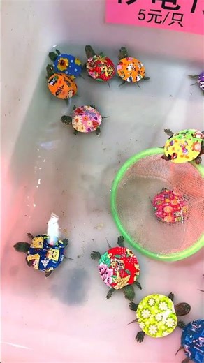 Sad News! Yesterday we discovered that water turtles with painted shells are being sold!