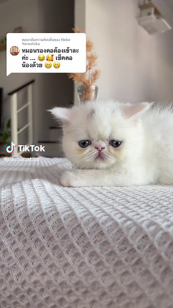 ตอบกลับ @Neko Yoroshiku น้องทำหน้างงๆ