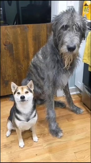 48 reactions | "Dogs make life pawsitively better" | Irish Wolfhound Family | Facebook
