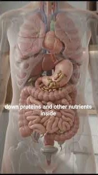 What Happens Inside Your Body When You Eat Beans.