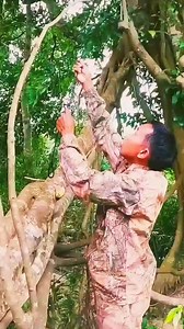 How to set a trap #trap #trapping #skills #survivalist #love #viral #bushcraft #nature | Dy Saya