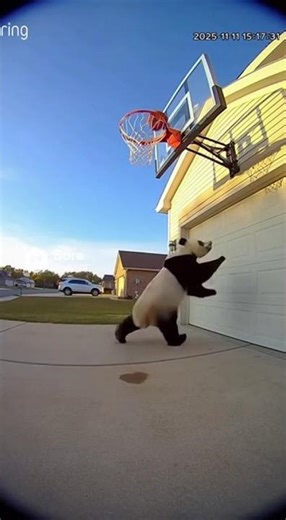 “Panda Plays Basketball Like a Pro! You Have to See This!”