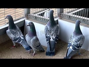 Racing Pigeons || Pigeon loft Setup || Racing Pigeon Feeding || Champion Racing Pigeons Breeding