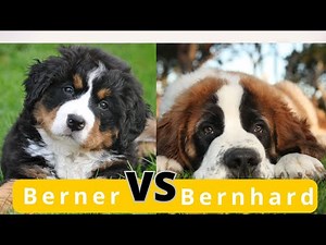 Saint Bernard vs. Bernese Mountain Dog: The Ultimate Comparison!
